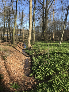 Faksinge Skov