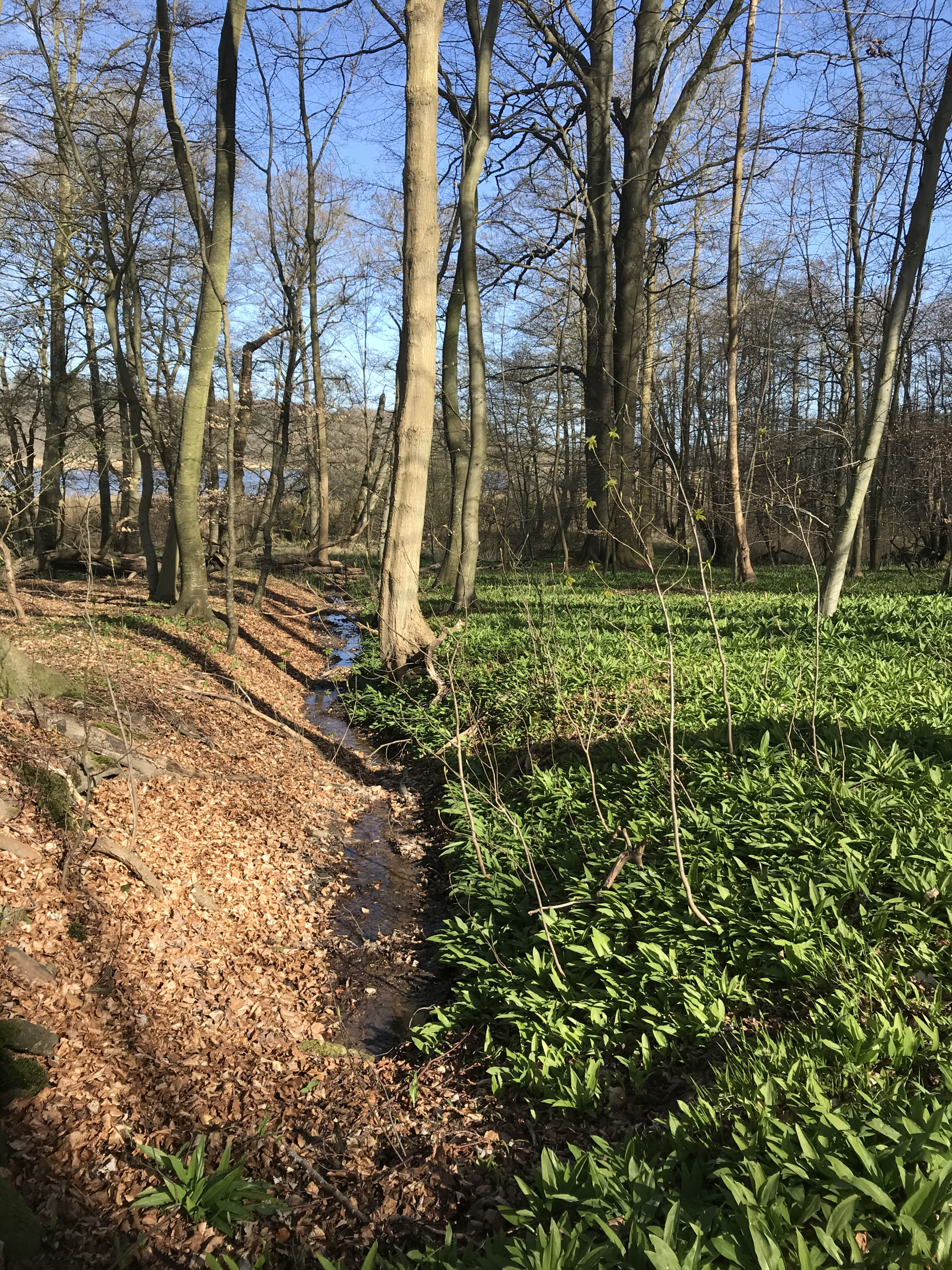 Faksinge skov